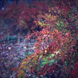 dailyPhoto22